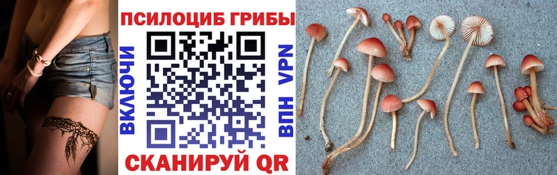 как найти закладки Ангарск Псилоцибиновые грибы Psilocybine cubensis